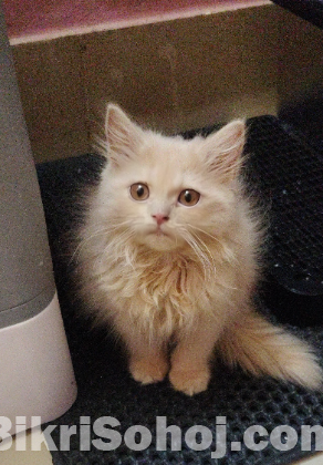 Urgent traditional persian female kitten sell